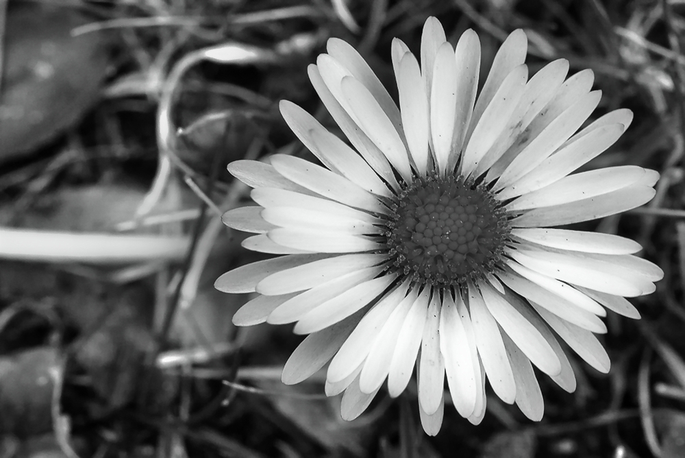 Gänseblümchen