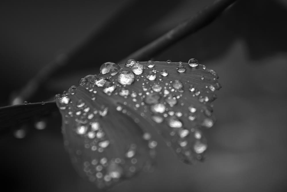 Ginkgo